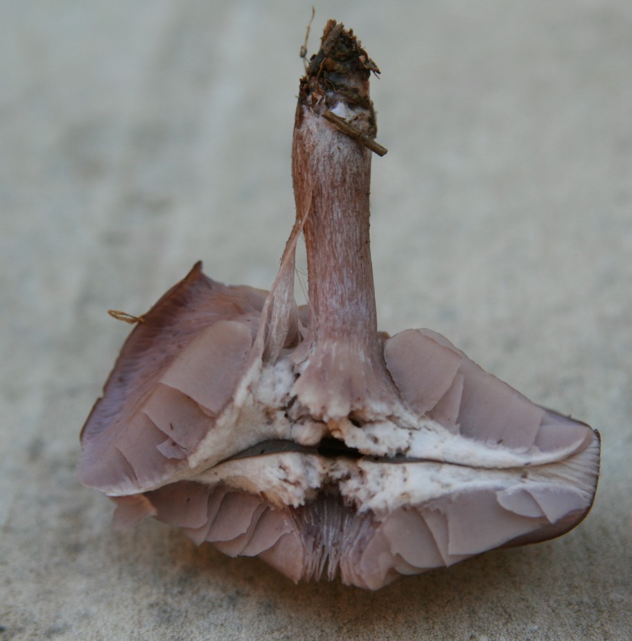 Lepista sordida?